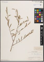 Foto von Salix capusii Franch.